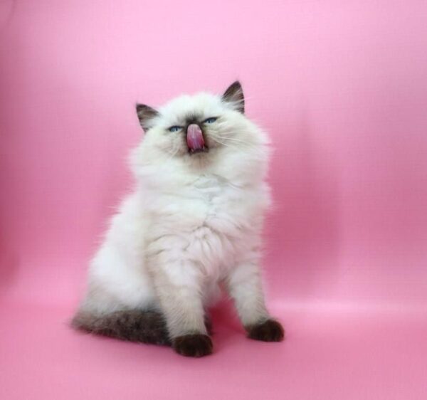 Jimmy Ragdoll