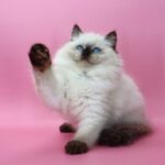 Garfield Ragdoll