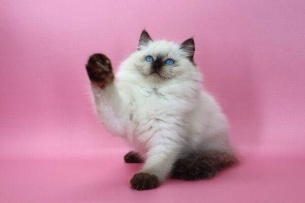 Jimmy Ragdoll