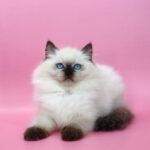 Jimmy-male-ragdoll-cat-puppy-for-sale-1 (4)