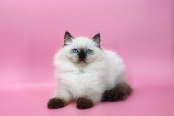 Jimmy Ragdoll