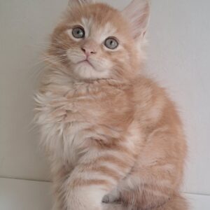 KCharlie Maine Coon