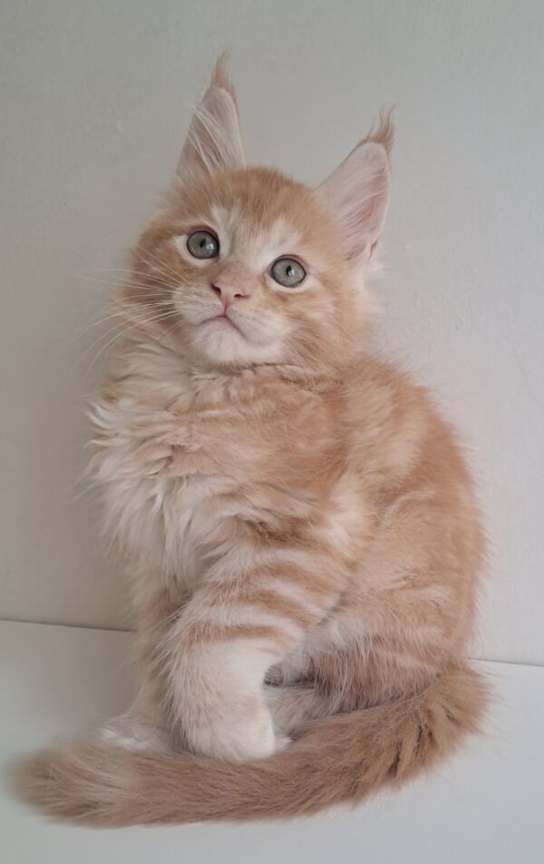 KCharlie Maine Coon