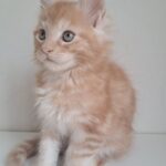 KCharlie-male-maine-Coon-cat-puppy-for-sale-1 (2)