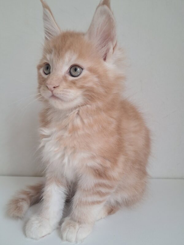 KCharlie Maine Coon