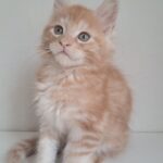 KCharlie-male-maine-Coon-cat-puppy-for-sale-1 (3)