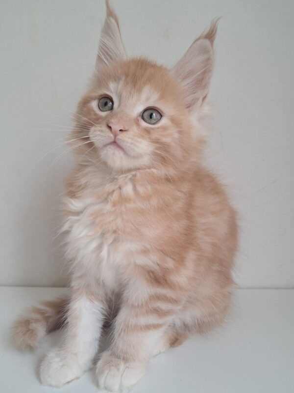 KCharlie Maine Coon