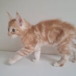 KCharlie-male-maine-Coon-cat-puppy-for-sale-1 (4)