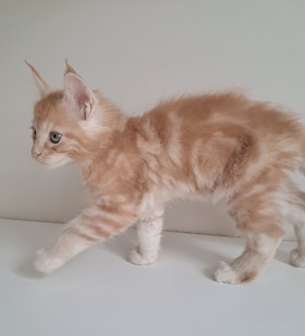 KCharlie Maine Coon