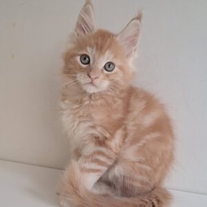KCharlie Maine Coon
