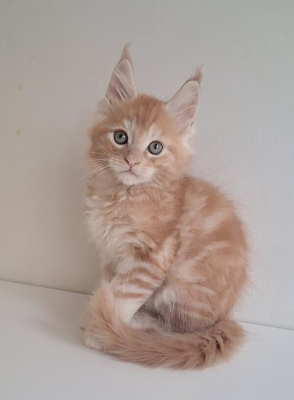 KCharlie Maine Coon