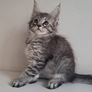 Kai Maine Coon