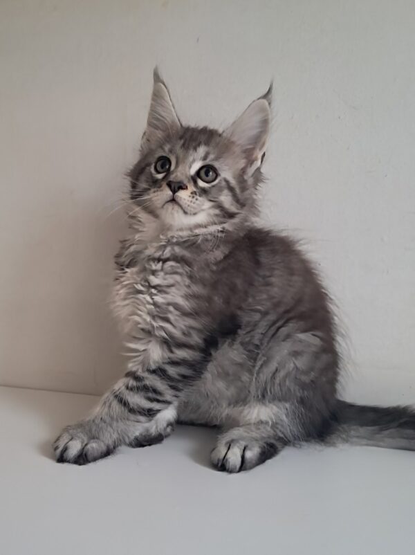 Kai Maine Coon Kai Maine Coon