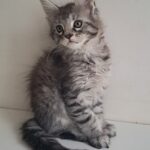 Kai-male-maine-Coon-cat-puppy-for-sale-1 (2)