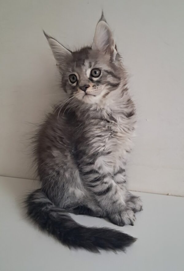 Kai Maine Coon Kai Maine Coon