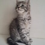Kai-male-maine-Coon-cat-puppy-for-sale-1 (3)