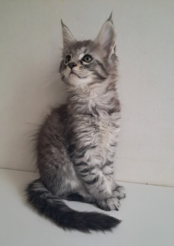 Kai Maine Coon Kai Maine Coon