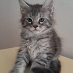 Kai-male-maine-Coon-cat-puppy-for-sale-1 (4)