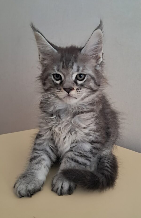 Kai Maine Coon Kai Maine Coon