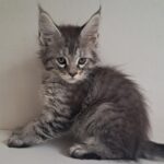 Kai-male-maine-Coon-cat-puppy-for-sale-1 (5)