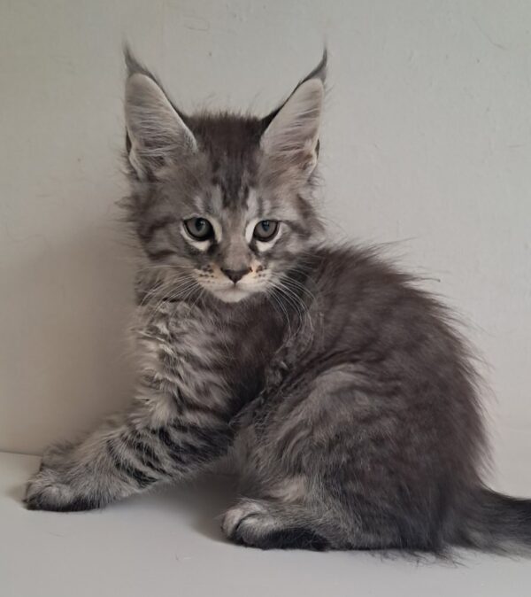 Kai Maine Coon Kai Maine Coon