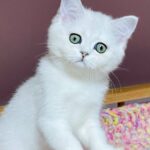 Kelly-female-Highland-straight-cat-puppy-for-sale-1 (1)