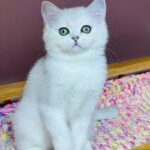 Kelly-female-Highland-straight-cat-puppy-for-sale-1 (3)
