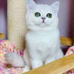 Kelly-female-Highland-straight-cat-puppy-for-sale-1 (4)