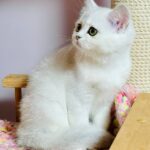 Kelly-female-Highland-straight-cat-puppy-for-sale-1 (5)