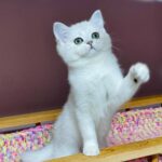 Kelly-female-Highland-straight-cat-puppy-for-sale-1 (6)