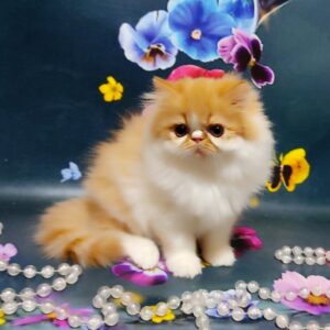 Ketrin Persian