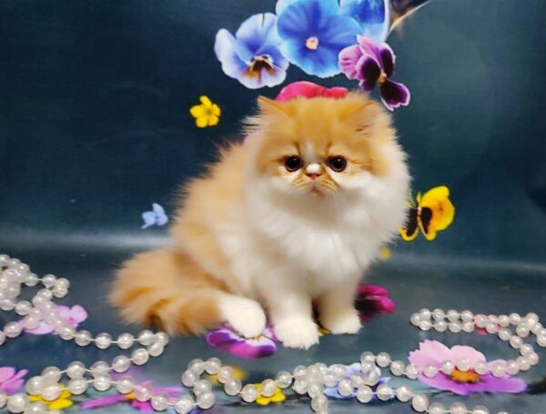 Ketrin Persian