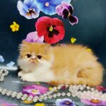 Ketrin-female-Persian-cat-puppy-for-sale-1 (2)