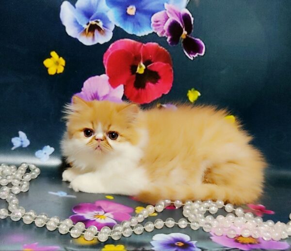 Ketrin Persian