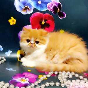 Ketrin Persian
