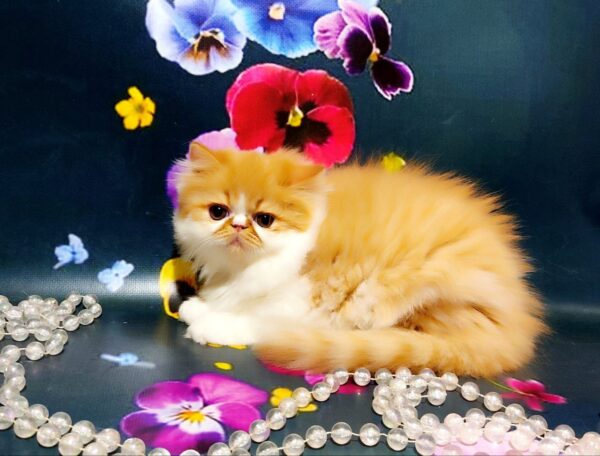 Ketrin Persian