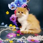 Ketrin-female-Persian-cat-puppy-for-sale-1 (4)