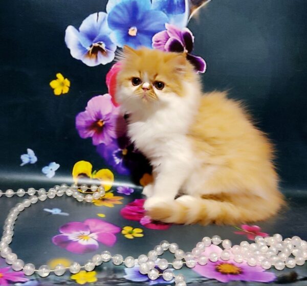 Ketrin Persian