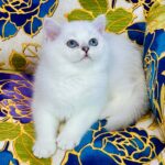 Kevin-male-Highland-straight-cat-puppy-for-sale-1 (1)
