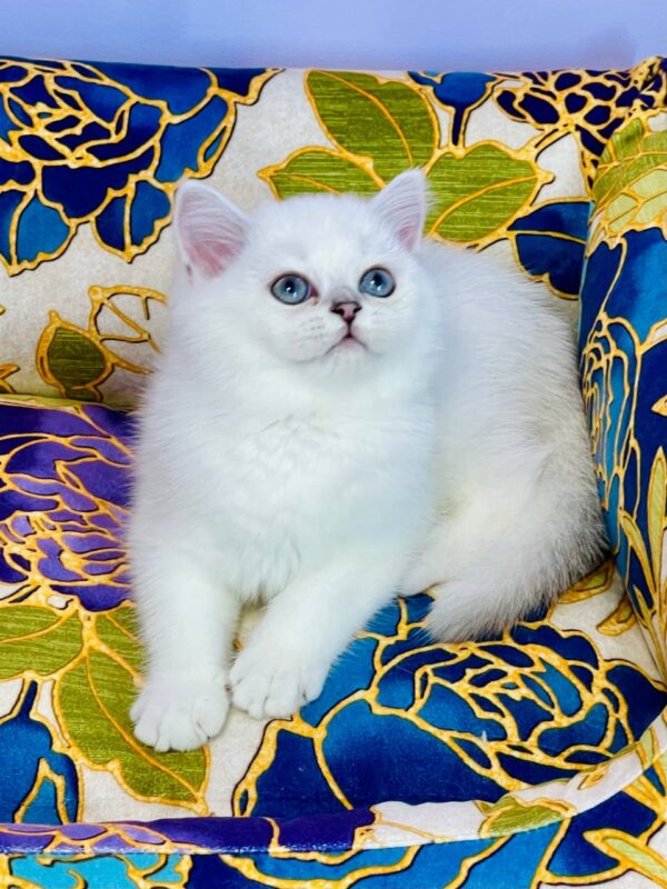 Kevin Highland straight