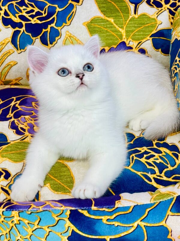 Kevin Highland straight