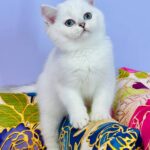 Kevin-male-Highland-straight-cat-puppy-for-sale-1 (3)