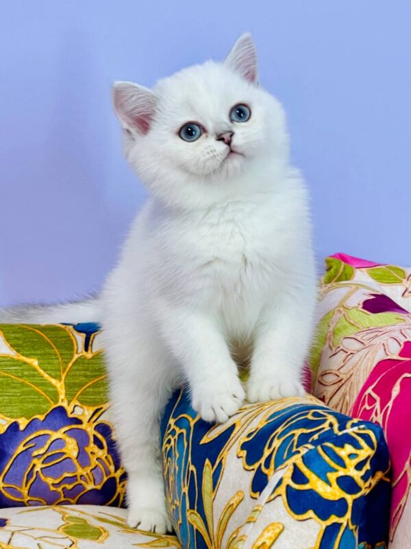 Kevin Highland straight