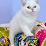 Kevin-male-Highland-straight-cat-puppy-for-sale-1 (4)