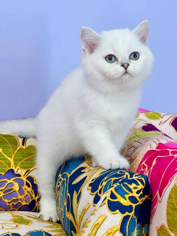 Kevin Highland straight