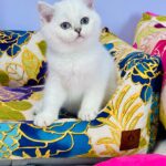 Kevin-male-Highland-straight-cat-puppy-for-sale-1 (5)