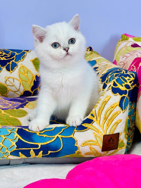 Kevin Highland straight