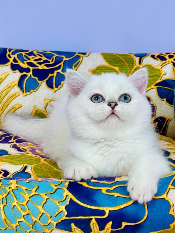 Kevin Highland straight