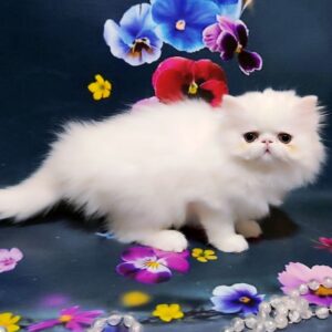 Kralja Persian