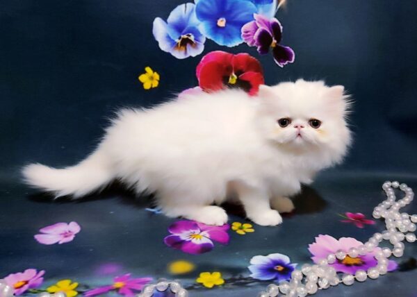 Kralja Persian